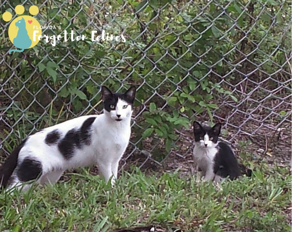 https://floridasforgottenfelines.org/wp-content/uploads/2020/02/eZy-Watermark-05-02-2020-12-57-00AM.jpg